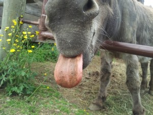 domme ezel